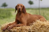 Vorstehhund MAGYAR VIZSLA