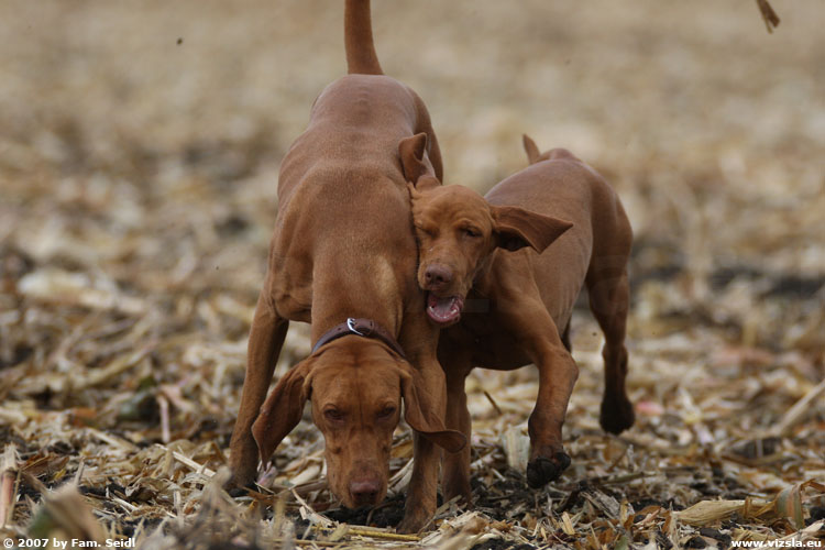 Magyar Vizsla