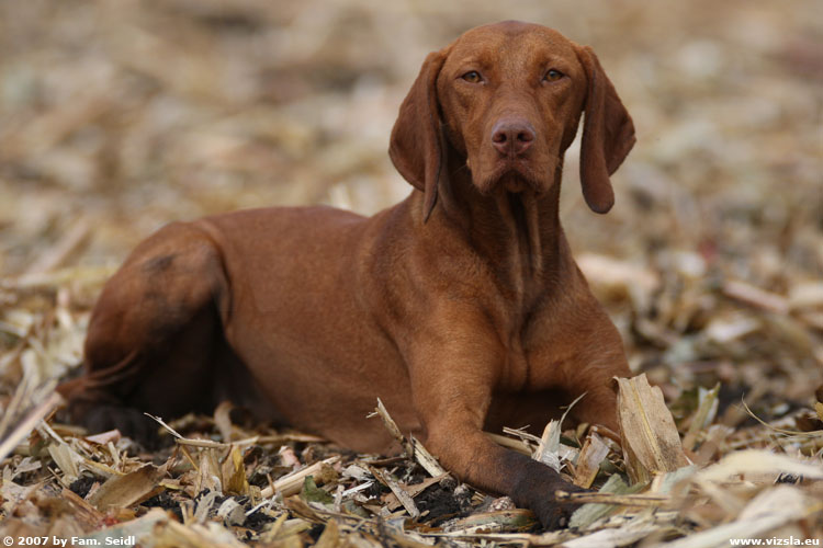 Magyar Vizsla