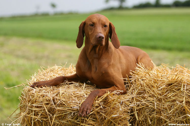 Magyar Vizsla