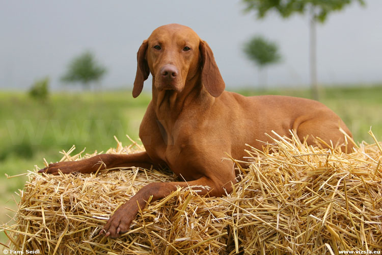 Magyar Vizsla