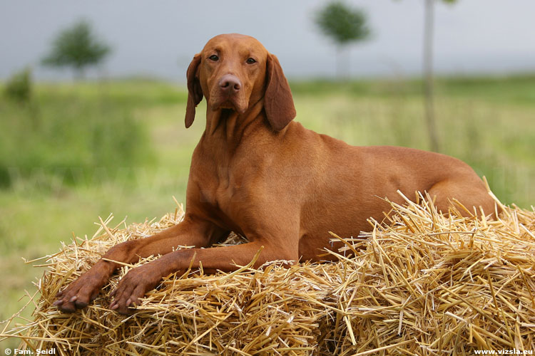 Magyar Vizsla