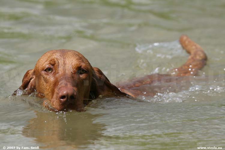 Magyar Vizsla