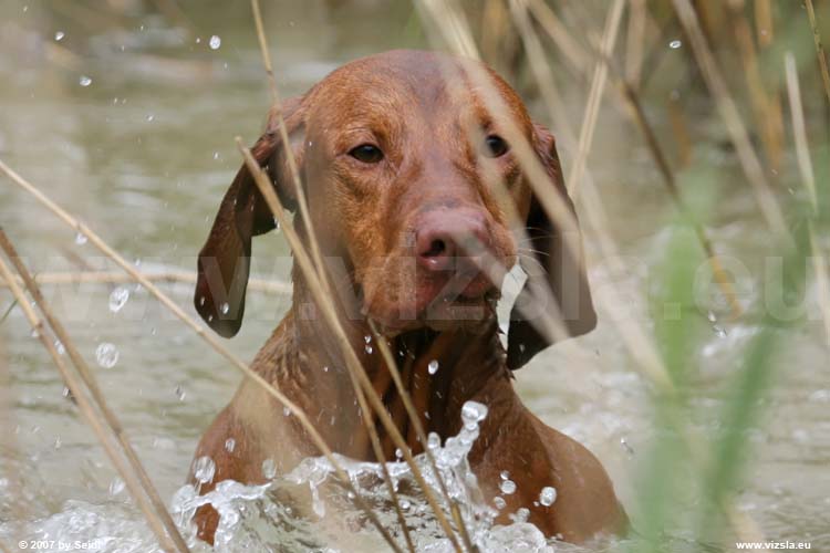 Magyar Vizsla