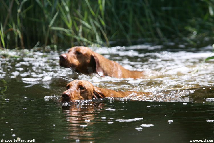 Magyar Vizsla