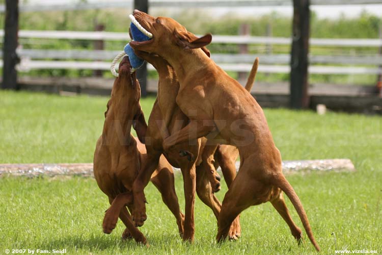 Magyar Vizsla