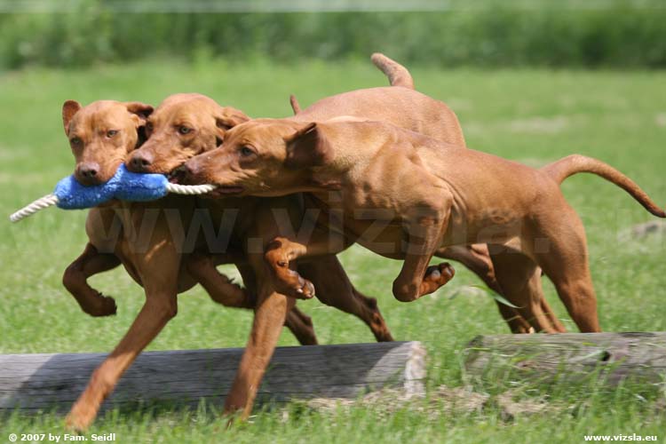 Magyar Vizsla