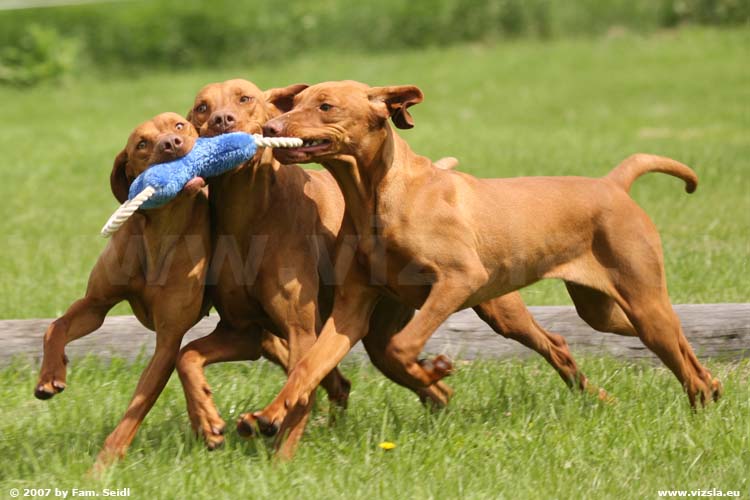 Magyar Vizsla