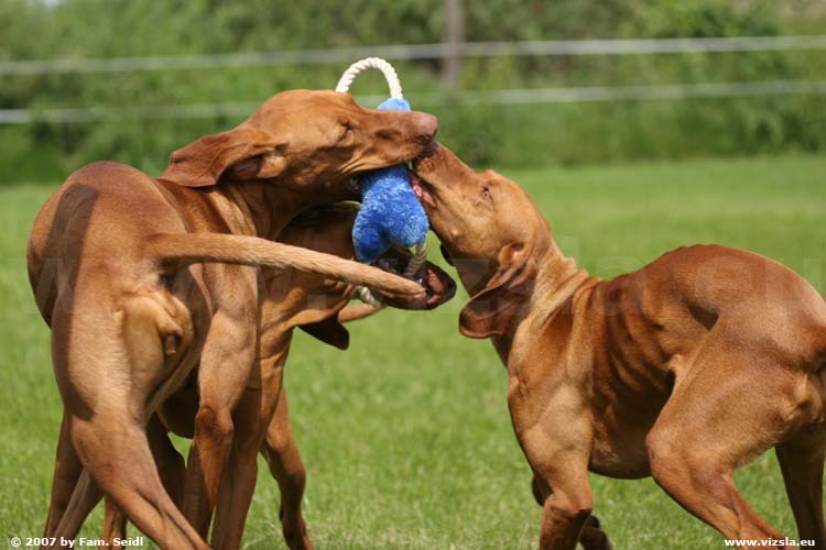 Magyar Vizsla