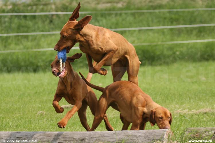 Magyar Vizsla