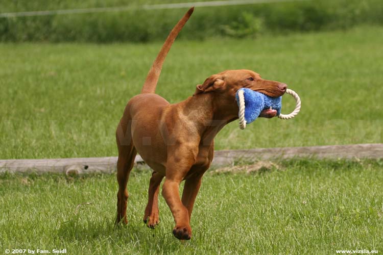 Magyar Vizsla