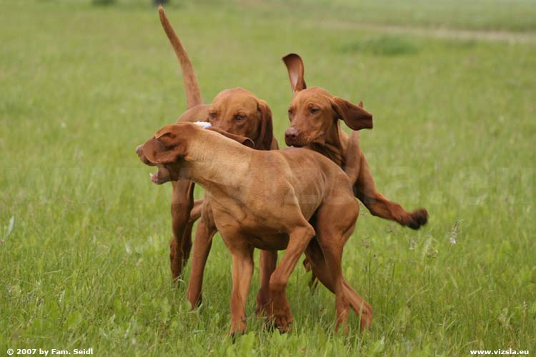 Magyar Vizsla