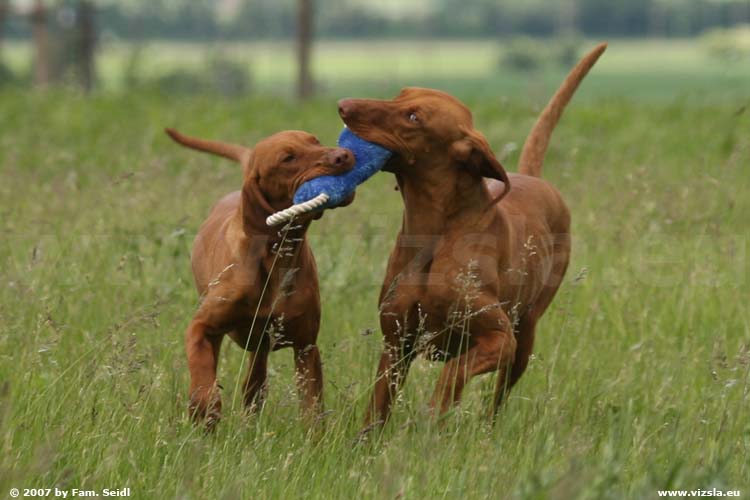 Magyar Vizsla
