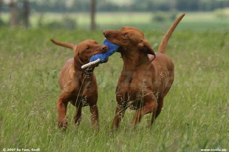 Magyar Vizsla