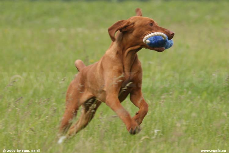 Magyar Vizsla