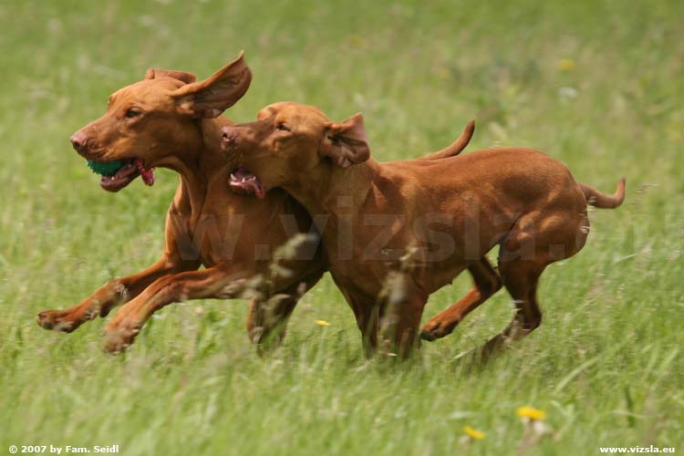 Magyar Vizsla