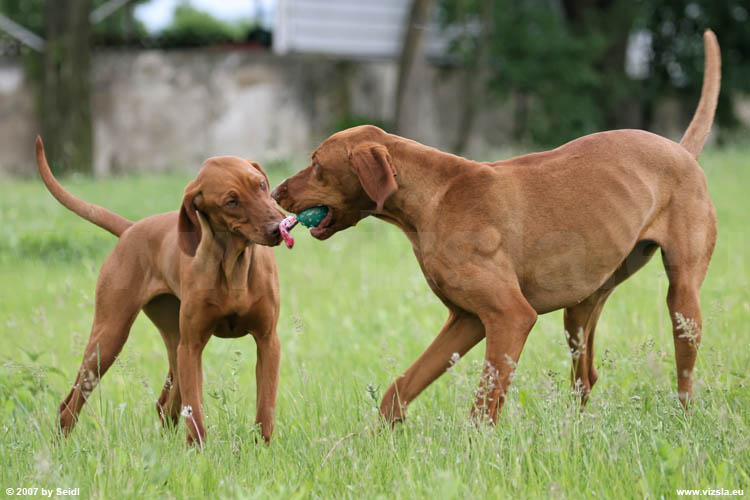 Magyar Vizsla