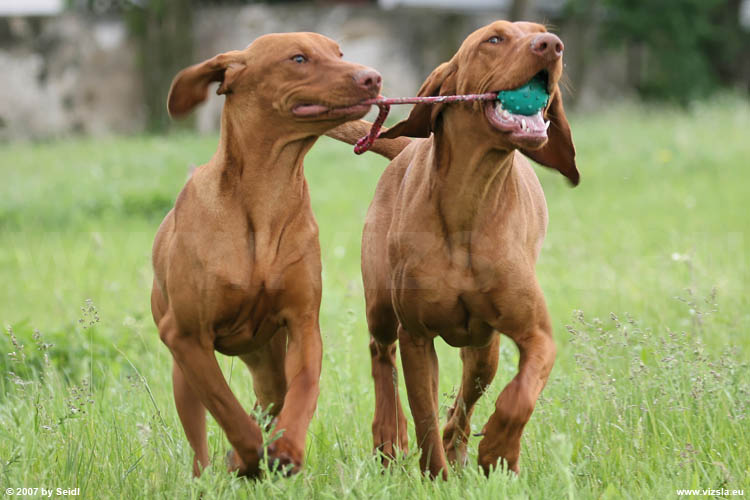 Magyar Vizsla