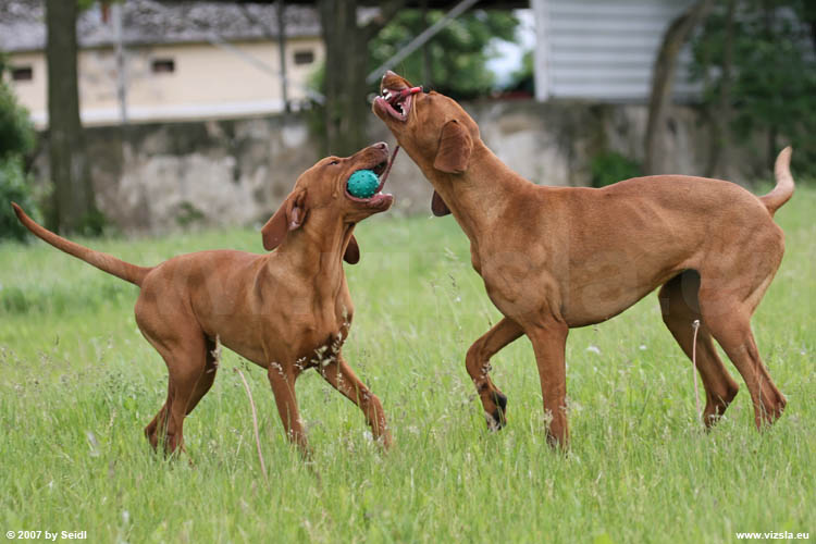 Magyar Vizsla