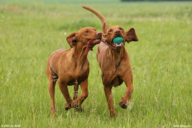 Magyar Vizsla