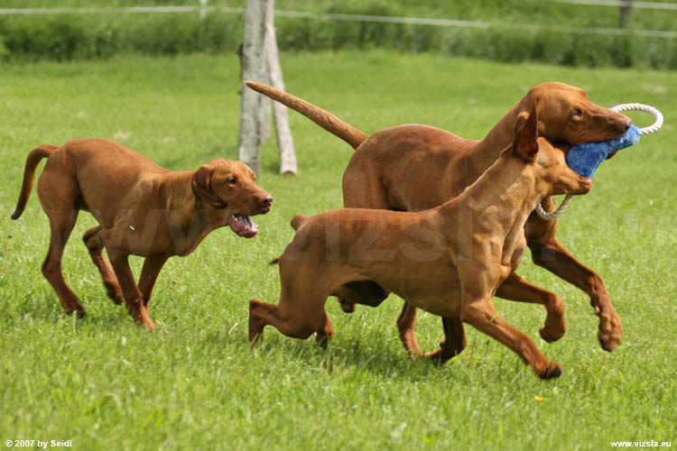 Magyar Vizsla