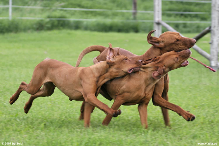 Magyar Vizsla