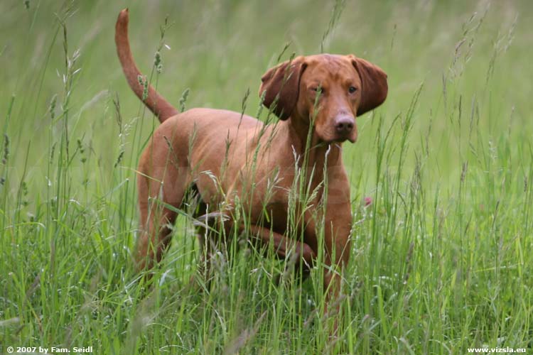 Magyar Vizsla