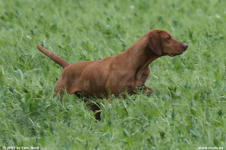 Magyar Vizsla