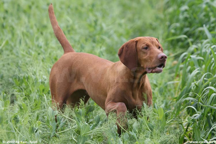 Magyar Vizsla