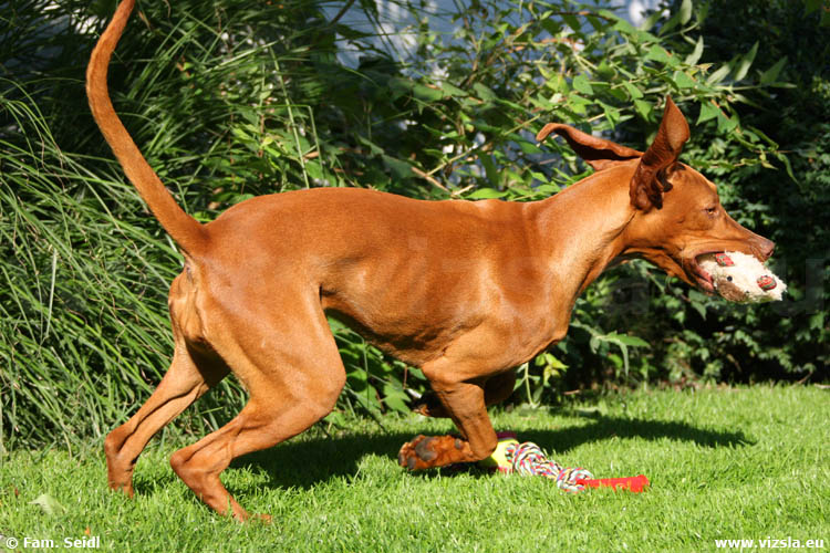 Magyar Vizsla