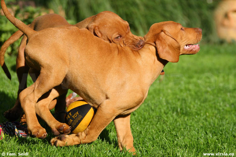 Magyar Vizsla