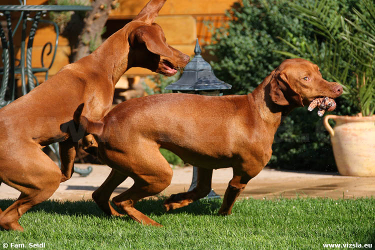 Magyar Vizsla