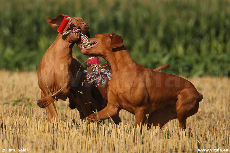 Magyar Vizsla