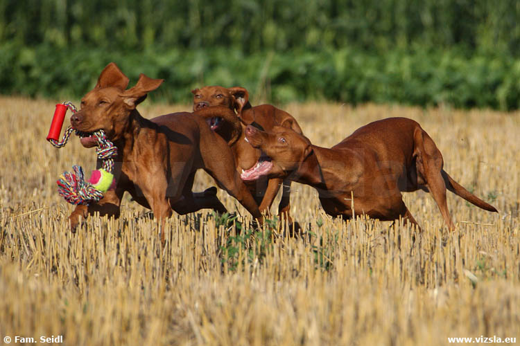 Magyar Vizsla