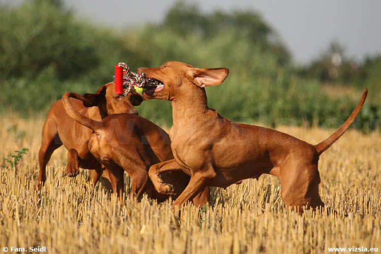 Magyar Vizsla