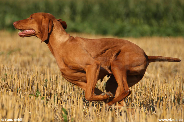 Magyar Vizsla