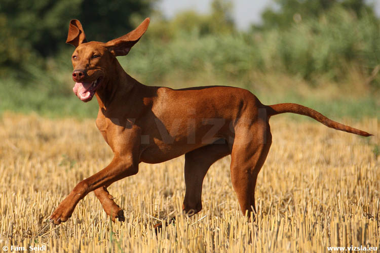 Magyar Vizsla