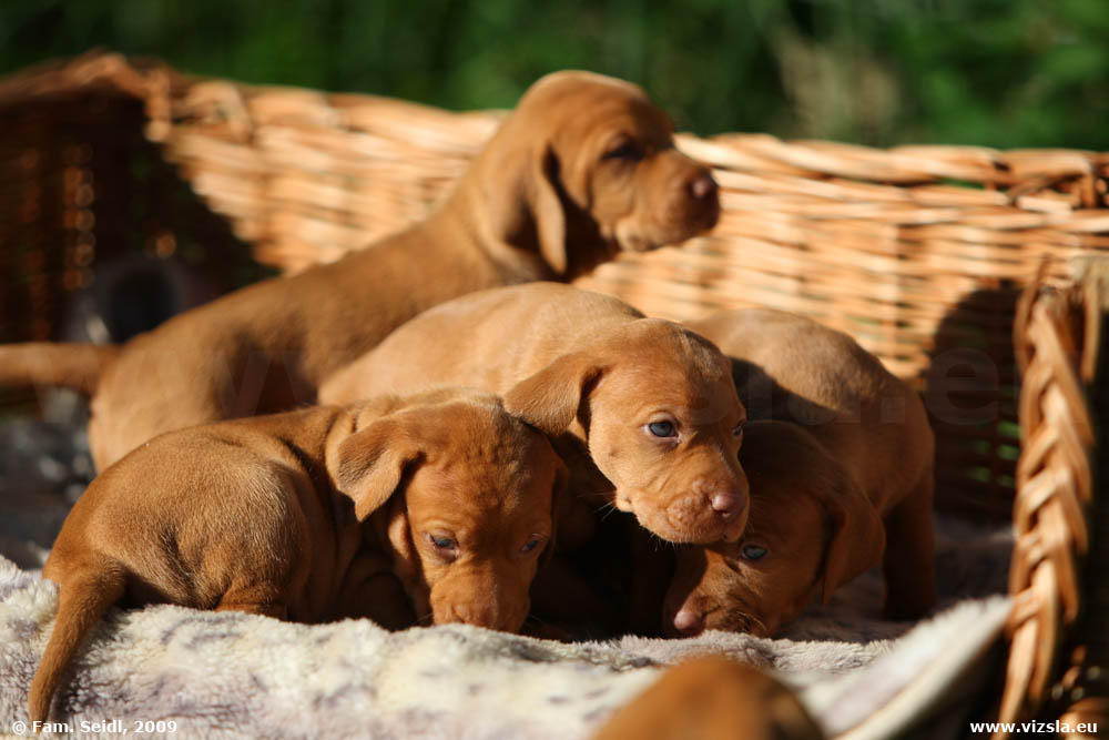 Magyar Vizsla