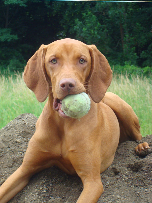 Magyar Vizsla