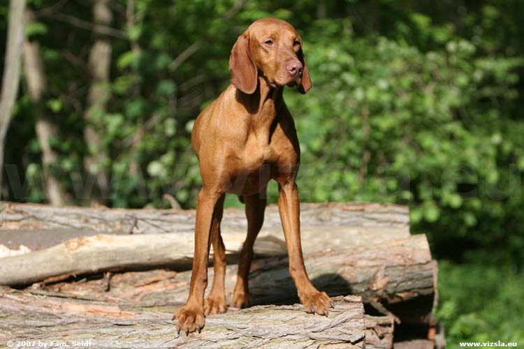 Magyar Vizsla