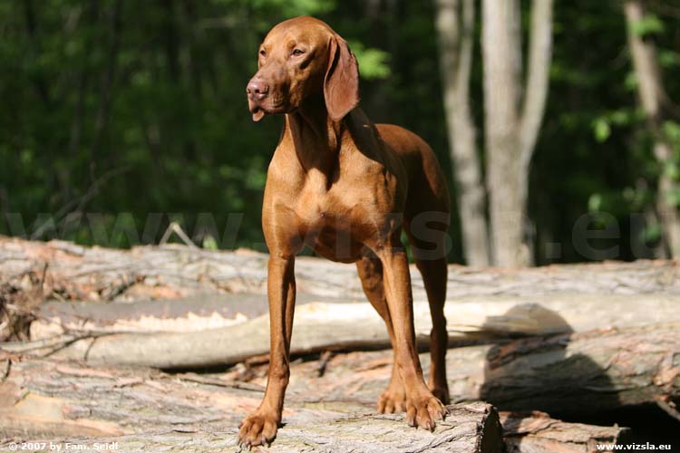 Magyar Vizsla
