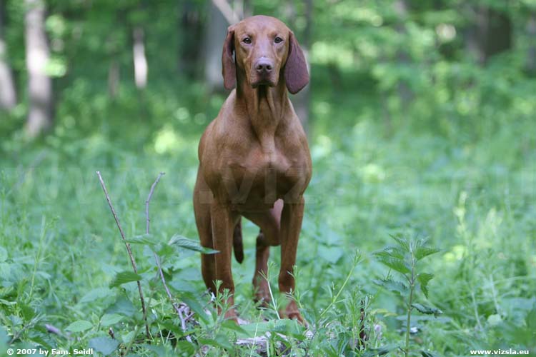 Magyar Vizsla