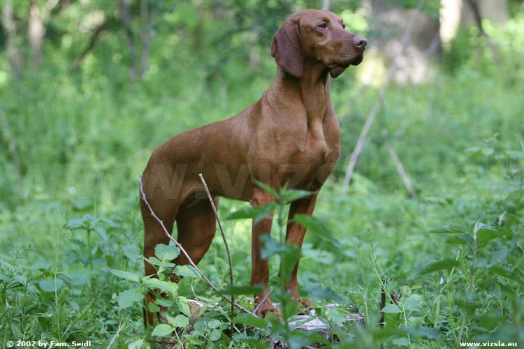 Magyar Vizsla