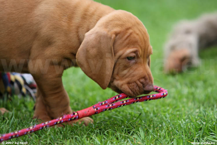 Magyar Vizsla