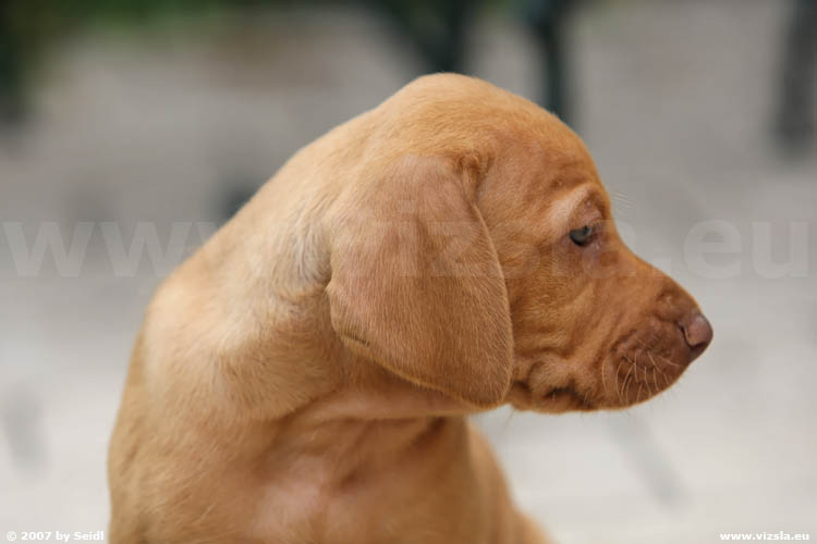 Magyar Vizsla