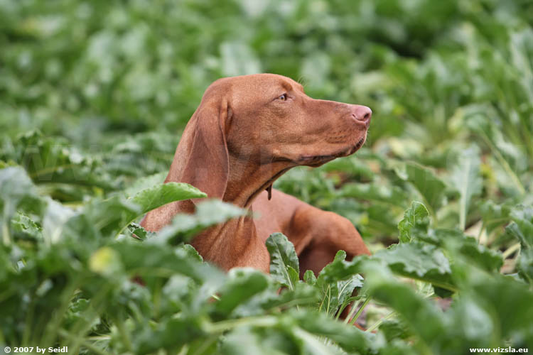 Magyar Vizsla