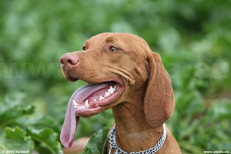 Magyar Vizsla