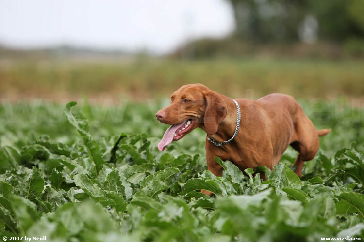 Magyar Vizsla