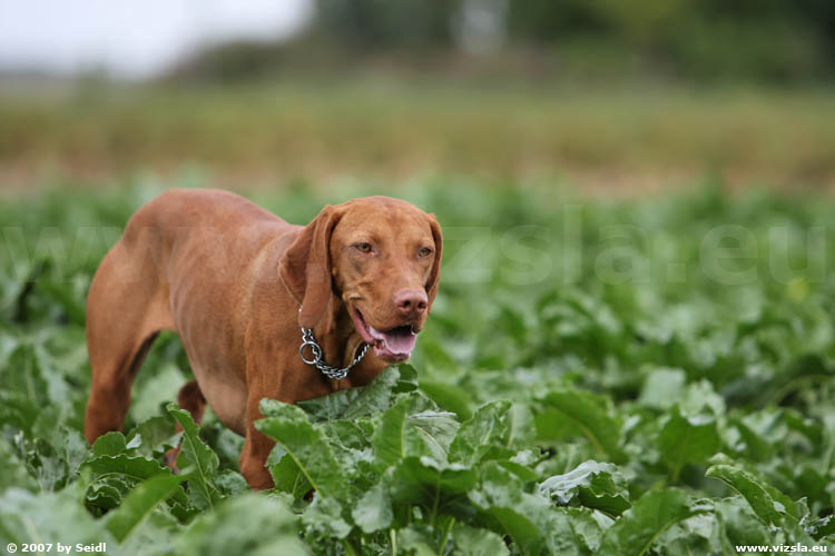 Magyar Vizsla