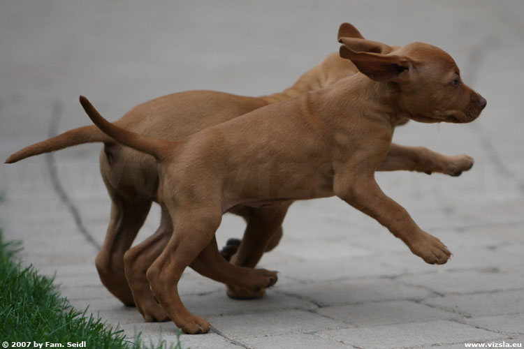 Der Magyar Vizsla - Jagdhund Welpen vom Züchter aus Österreich